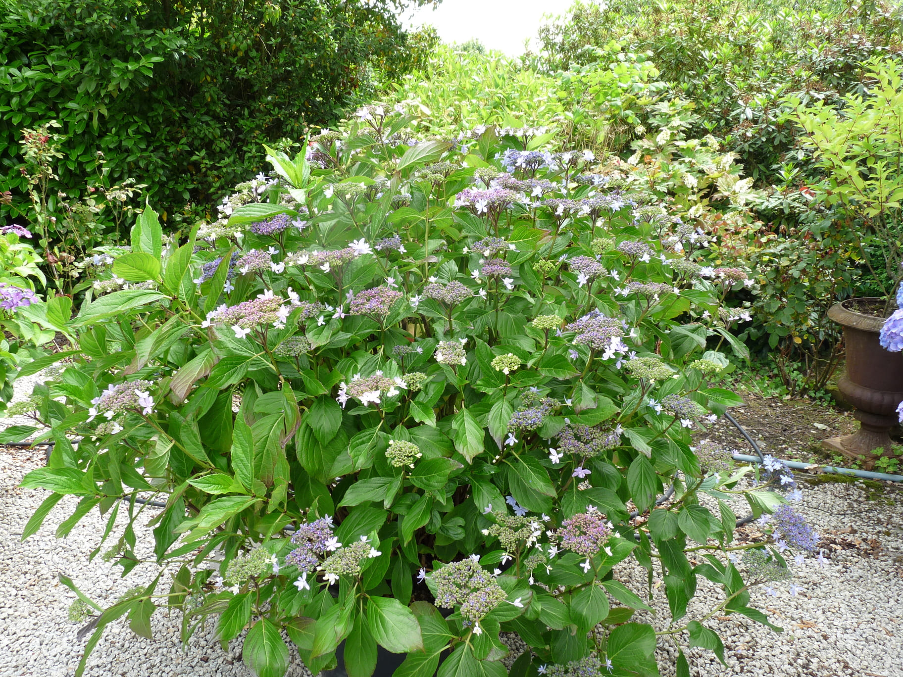 Les Hortensias du Haut Bois Izu no hana hortensia japon godet
