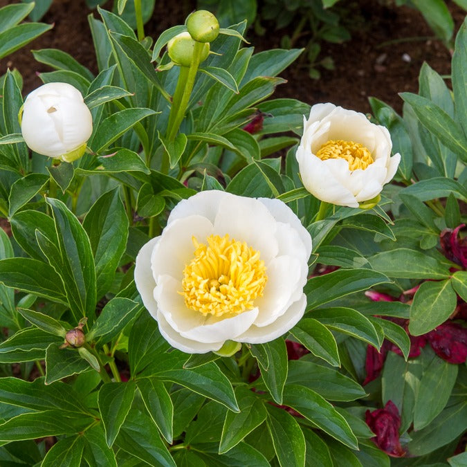 Bakker Pivoine Jan Van Leeuwen plante vivace racine nue blanc