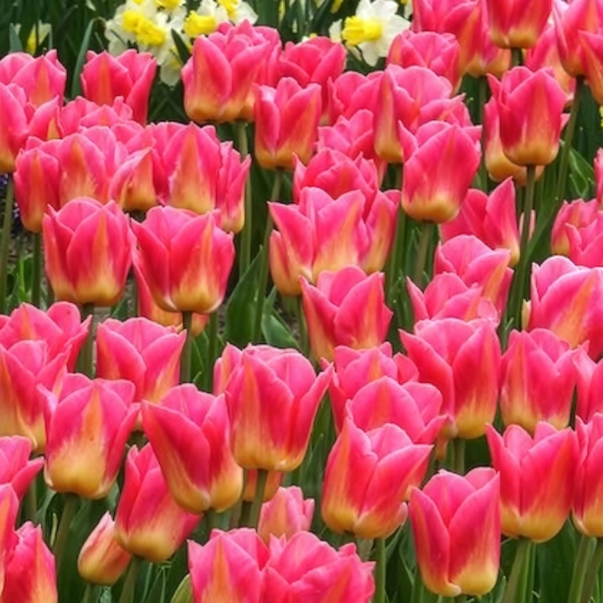 Bakker Tulipes Triomphe Tom Pouce bulbes 7 rose parfumée
