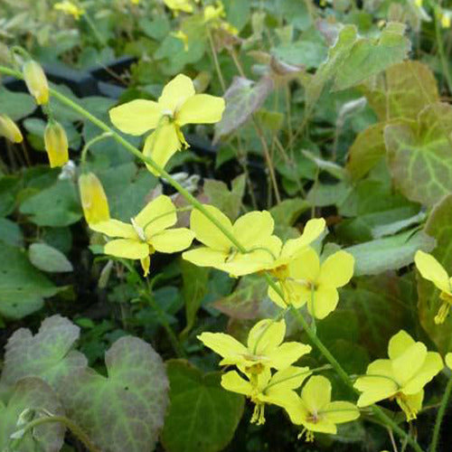 Bakker Epimedium perralderianum vivace pot 8cm jaune