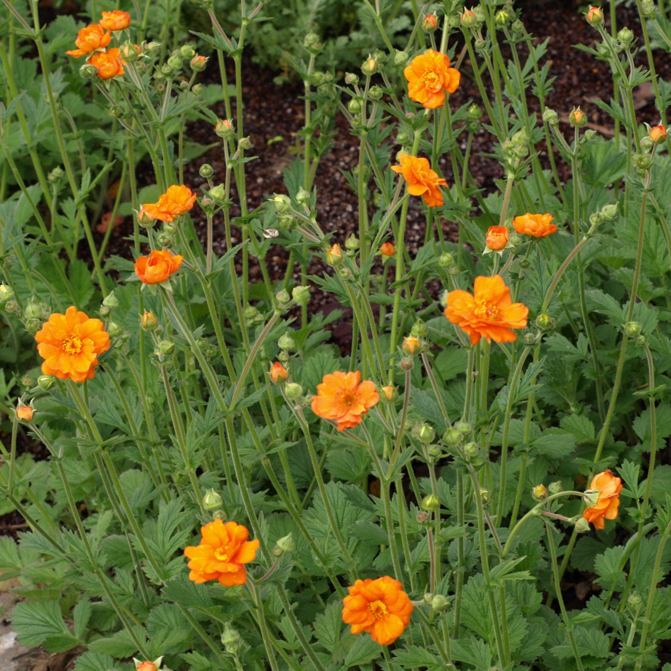 GEUM Prinses Juliana benoîte pot 1L orange vif