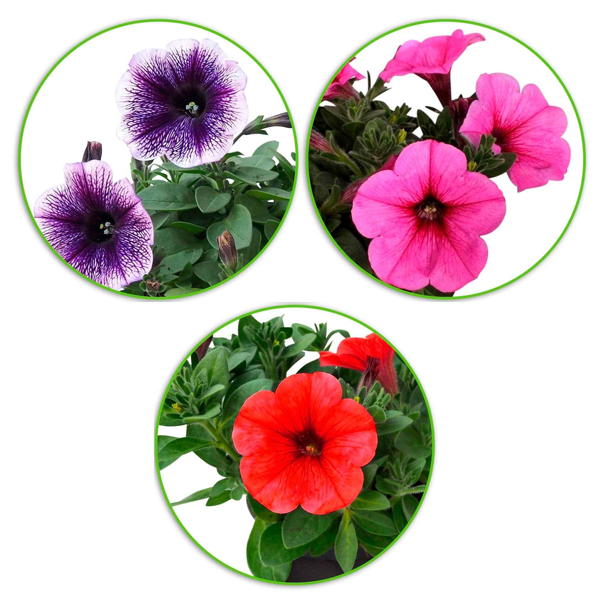 Bakker Pétunias des Alpes en mélange 3 pots Ø10,5cm cascade