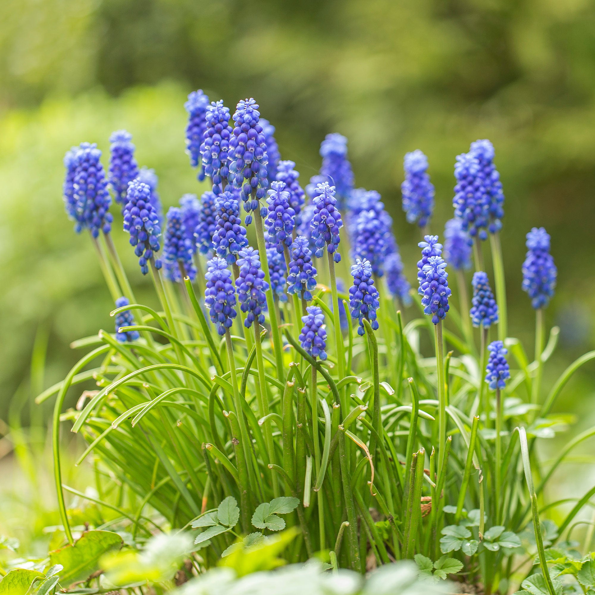Bakker Muscaris bleus bulbes sachet 10 bulbes floraison mars