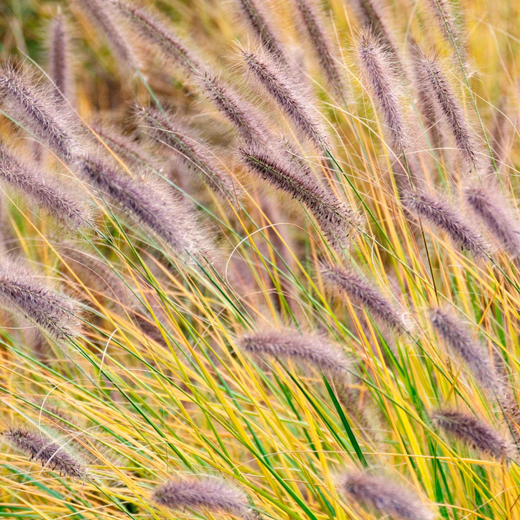 Bakker Plantes d'extérieur Herbe aux écouvillons Viridescens 9cm