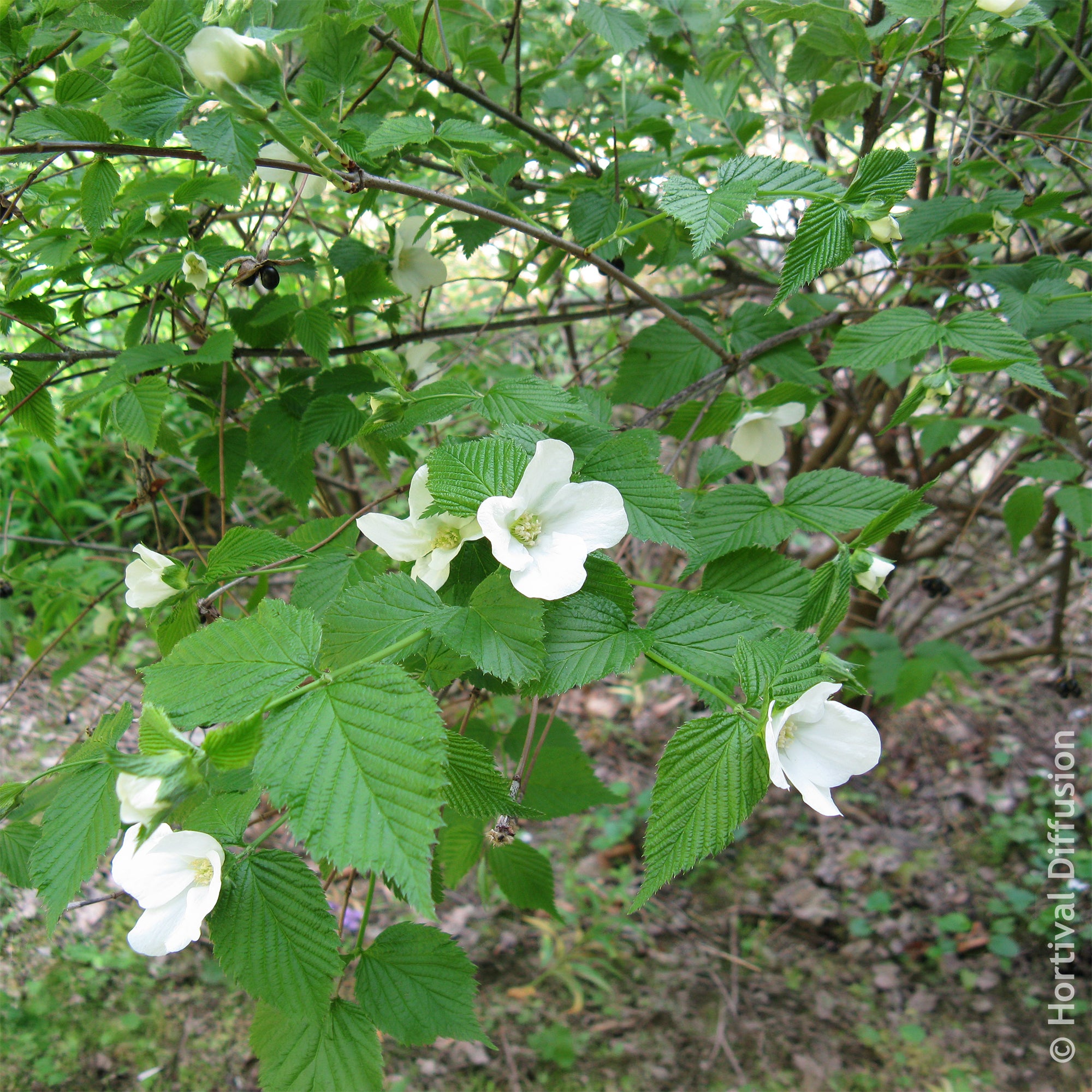 Bakker Rhodotypos arbuste fleuri pot Ø9cm fleurs blanches