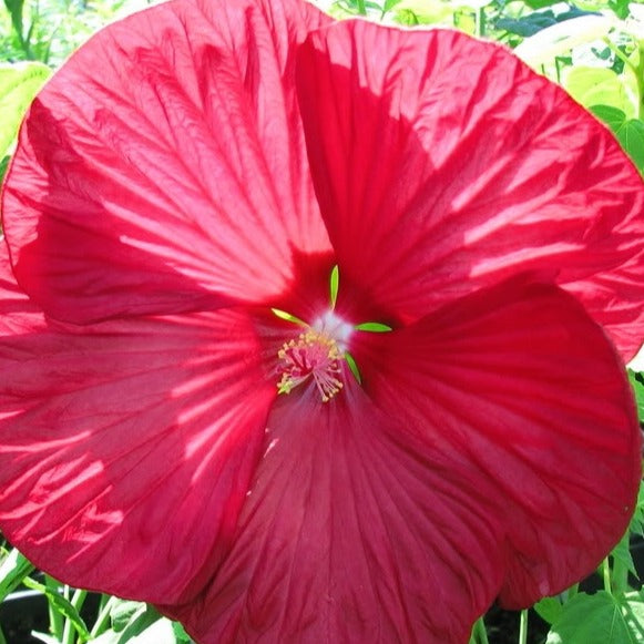 Bakker Arbustes Hibiscus Luna Red arbuste pot 10cm géant