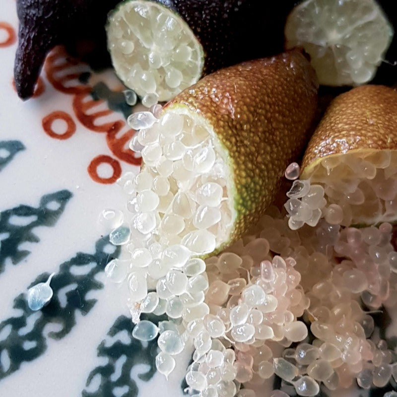 Bakker Fruitiers Citron caviar citronnier pot Ø 12cm perles