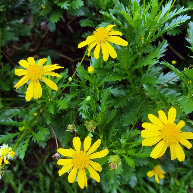 Bakker Marguerite de la savane Euryops plante godet Ø9cm jaune