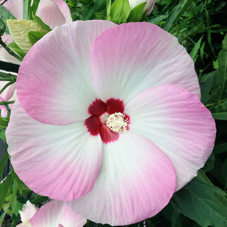Bakker Fujin hibiscus arbuste pot 8cm multicolore