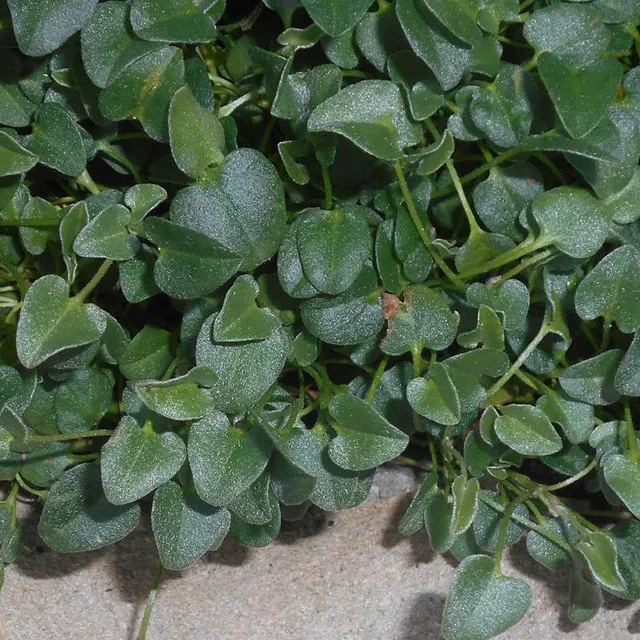 Bakker Falkia Repens couvre-sol plante vivace pot 8cm blanc