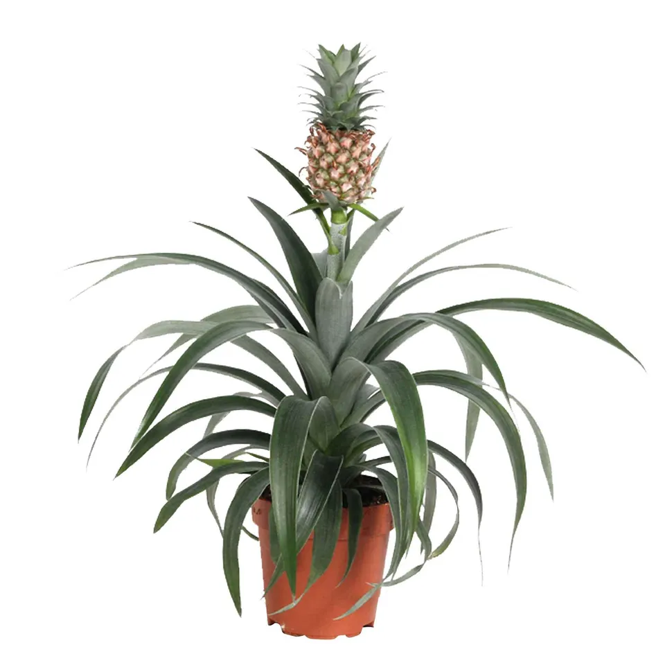 Bakker Ananas comosus plante d'intérieur pot 12cm fruit