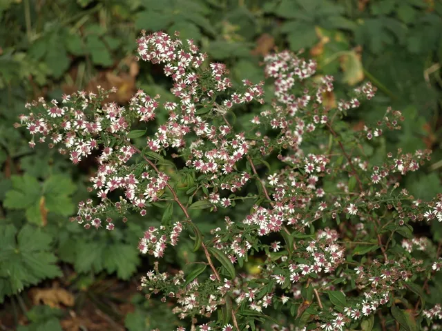 Passion Vivaces Aster lateriflorus Prince aster godet fleur blanche