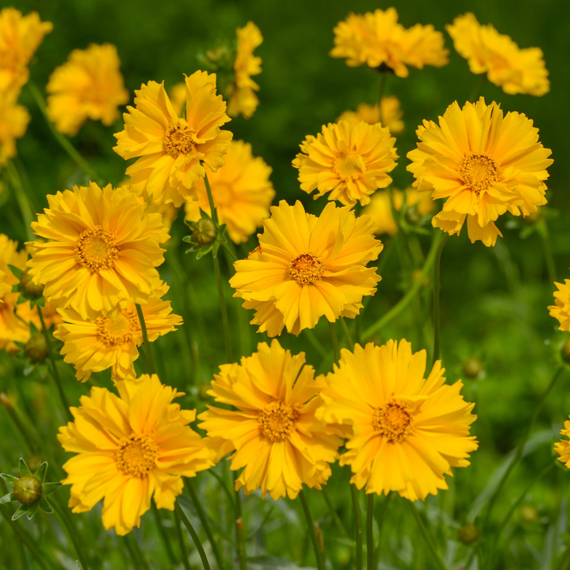 Bakker Coréopsis Sunray vivace jaune double pot 8cm