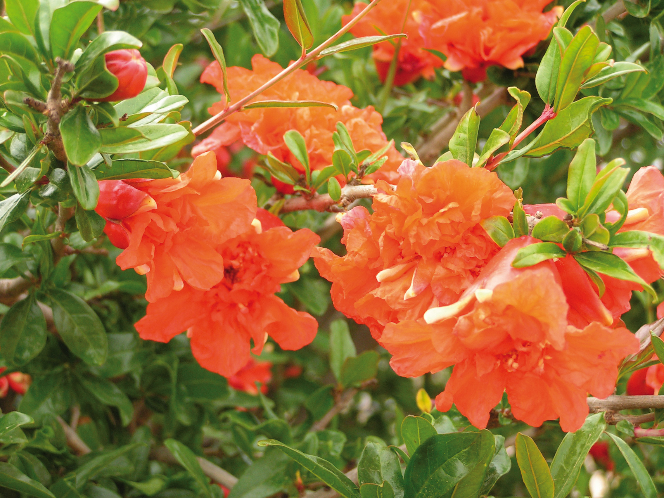Ripoche Punica Fina Tendral fruitier grenade fleur orange