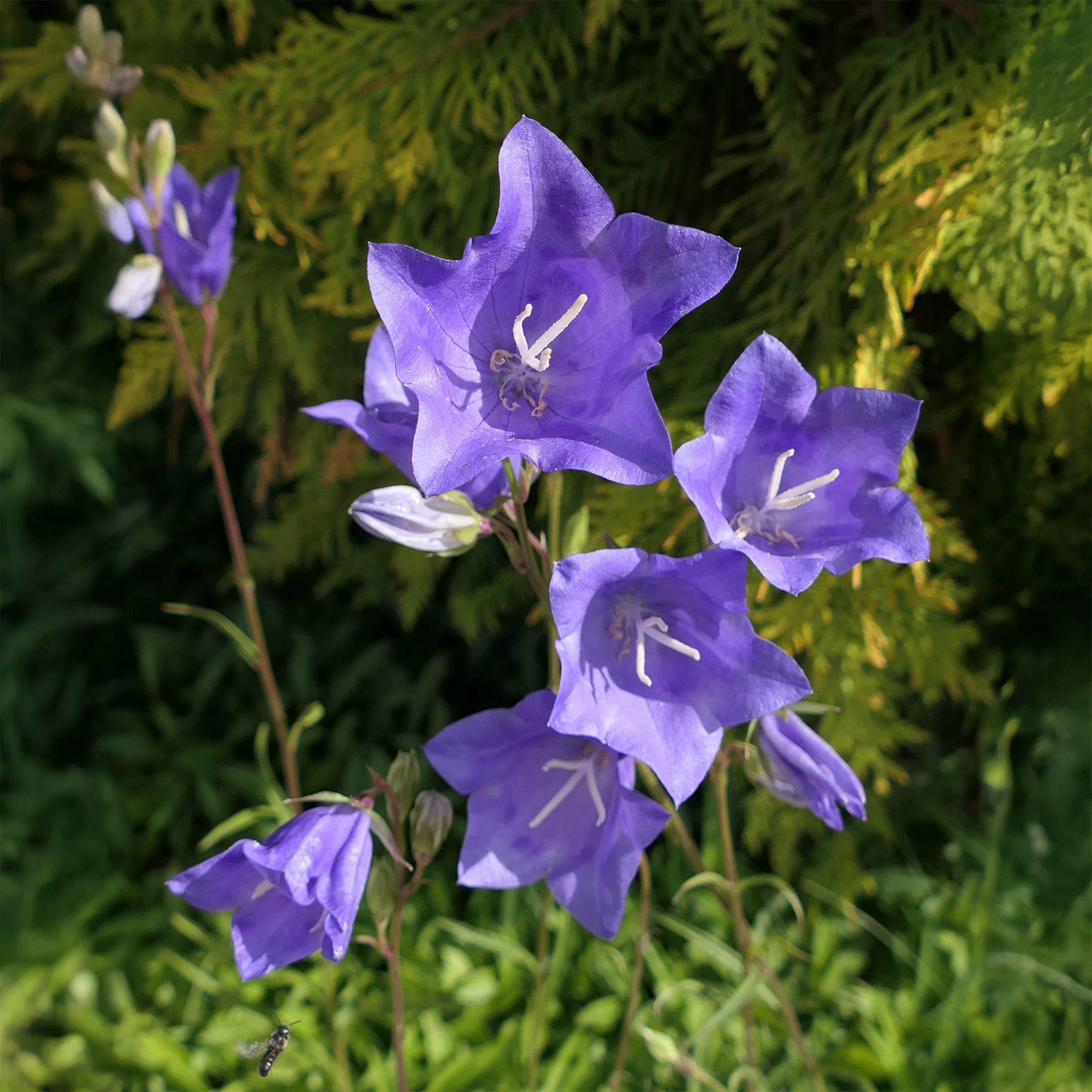 Bakker Campanule pêcher plante vivace pot 9cm violet