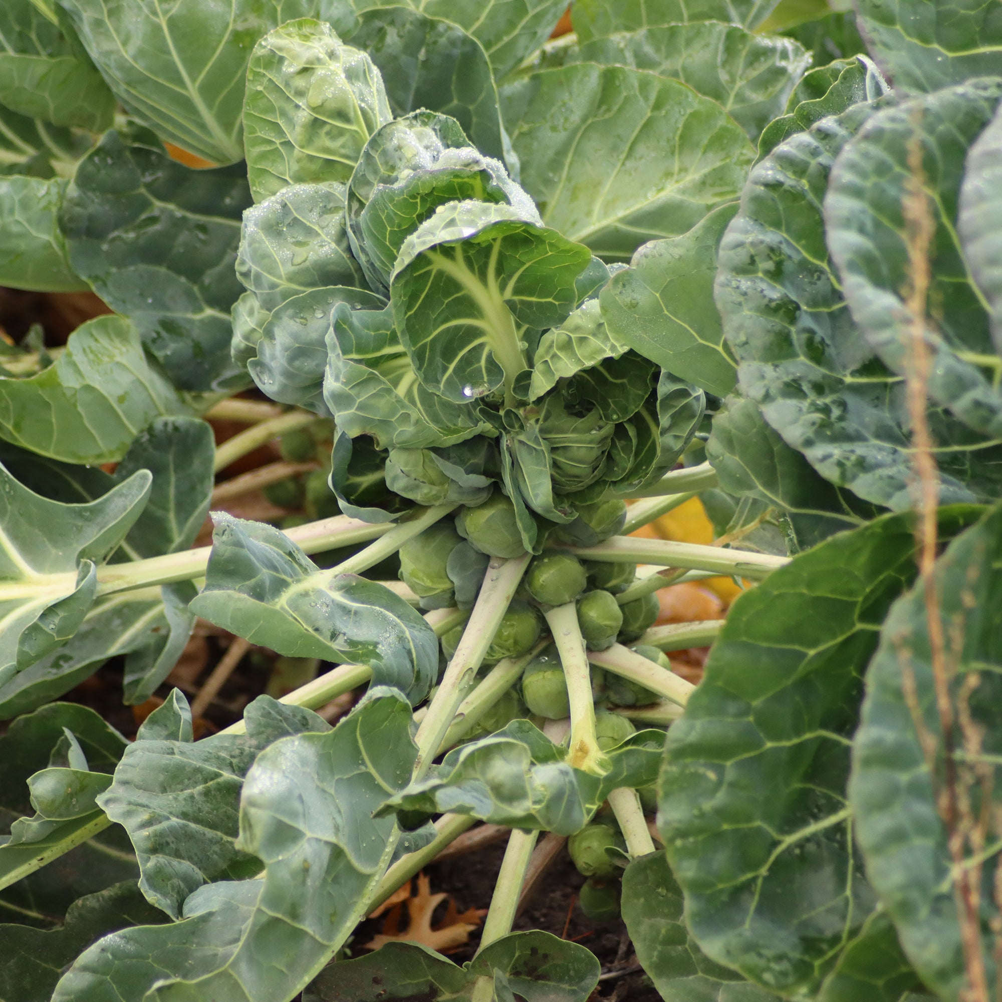 Bakker Bright F1 chou de Bruxelles plant potager 6 mottes doux