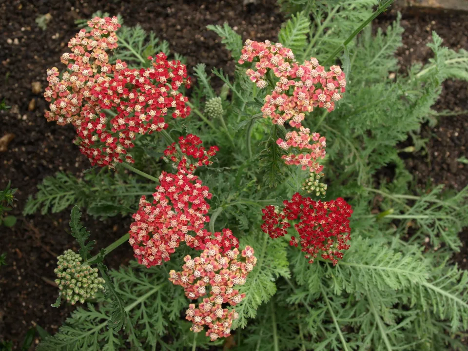 Passion Vivaces Achillea Belle Époque achillée vivace soleil