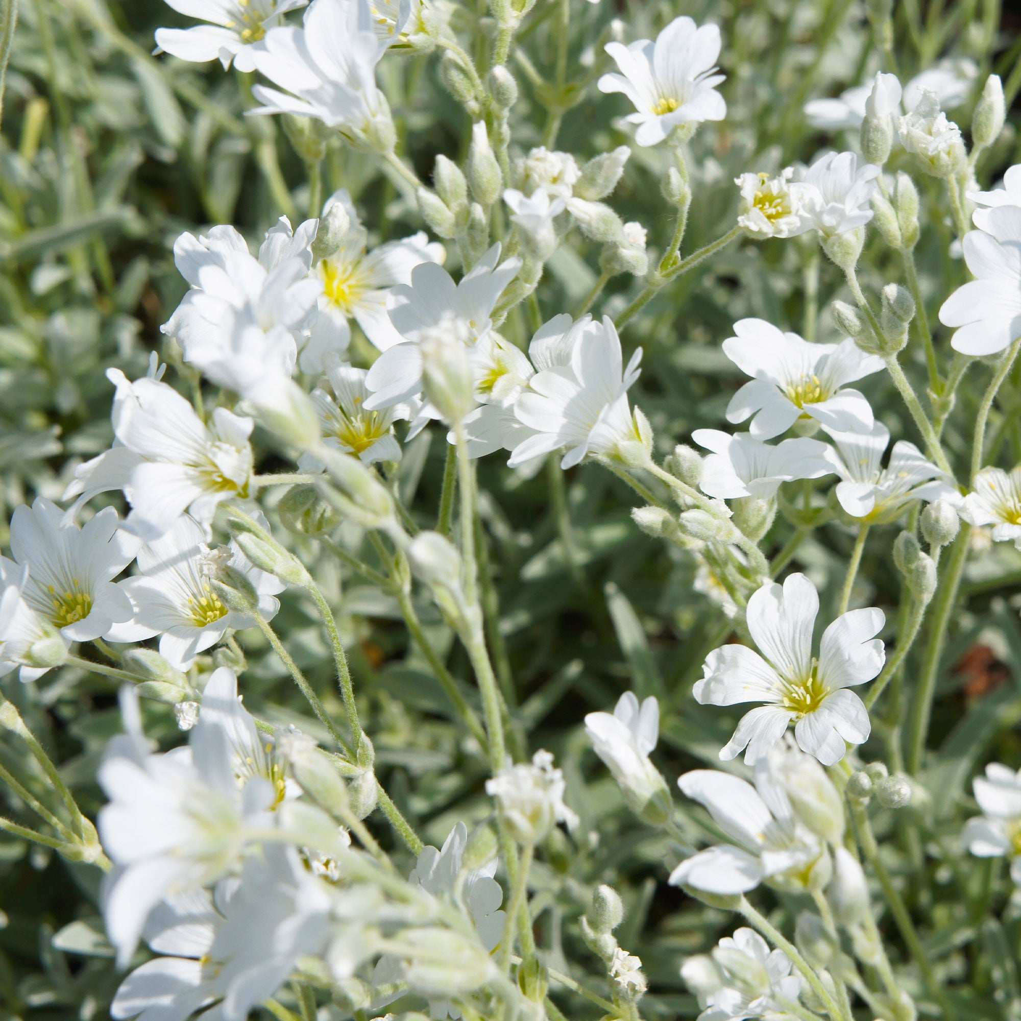 Bakker Plantes vivaces Céraiste de Bieberstein couvre-sol pot 9cm blanc