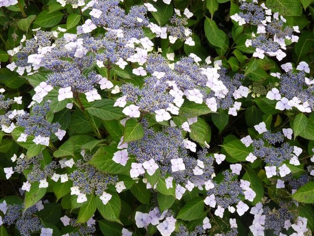 Les Hortensias du Haut Bois Sea Foam hortensia blanc godet