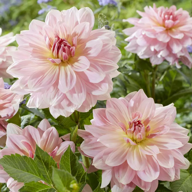 Bakker Dahlia géant Fairway Pilot rose 1 bulbe calibre I