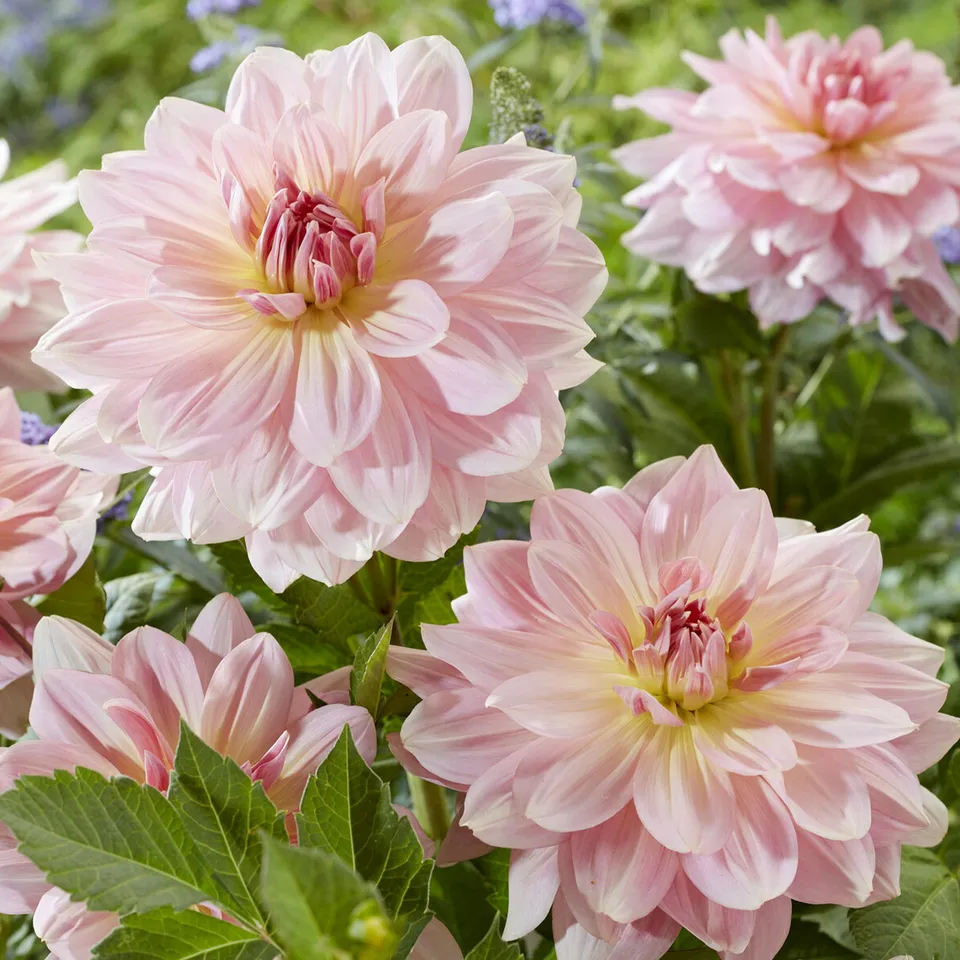 Bakker Dahlia géant Fairway Pilot rose 1 bulbe calibre I