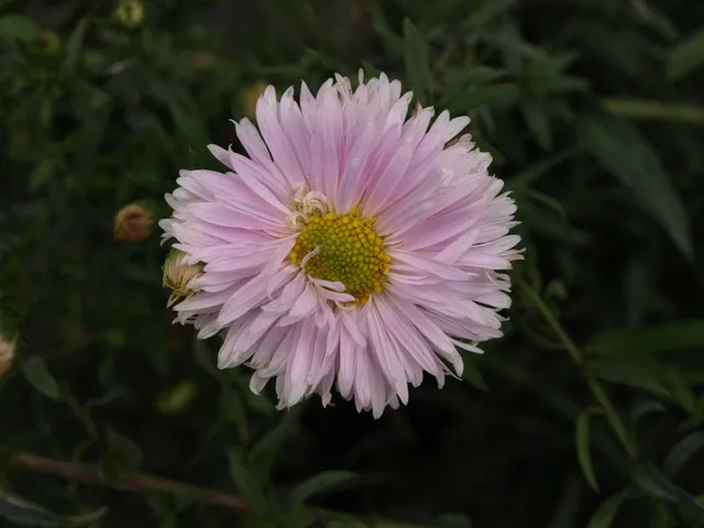 Passion Vivaces Aster Julia aster godet blanc rosé 60 mm