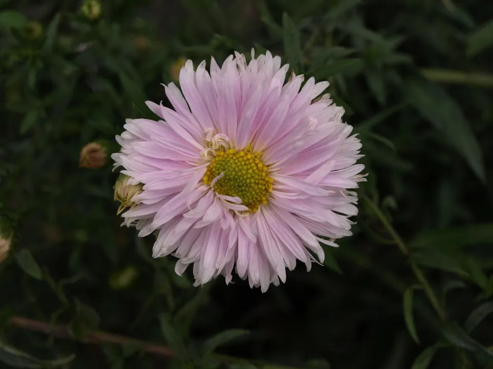 Passion Vivaces Aster Julia aster godet blanc rosé 60 mm