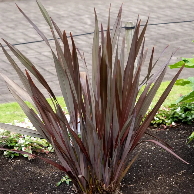 Bakker Phormium Black Adder lin Nouvelle-Zélande pot Ø 9 cm