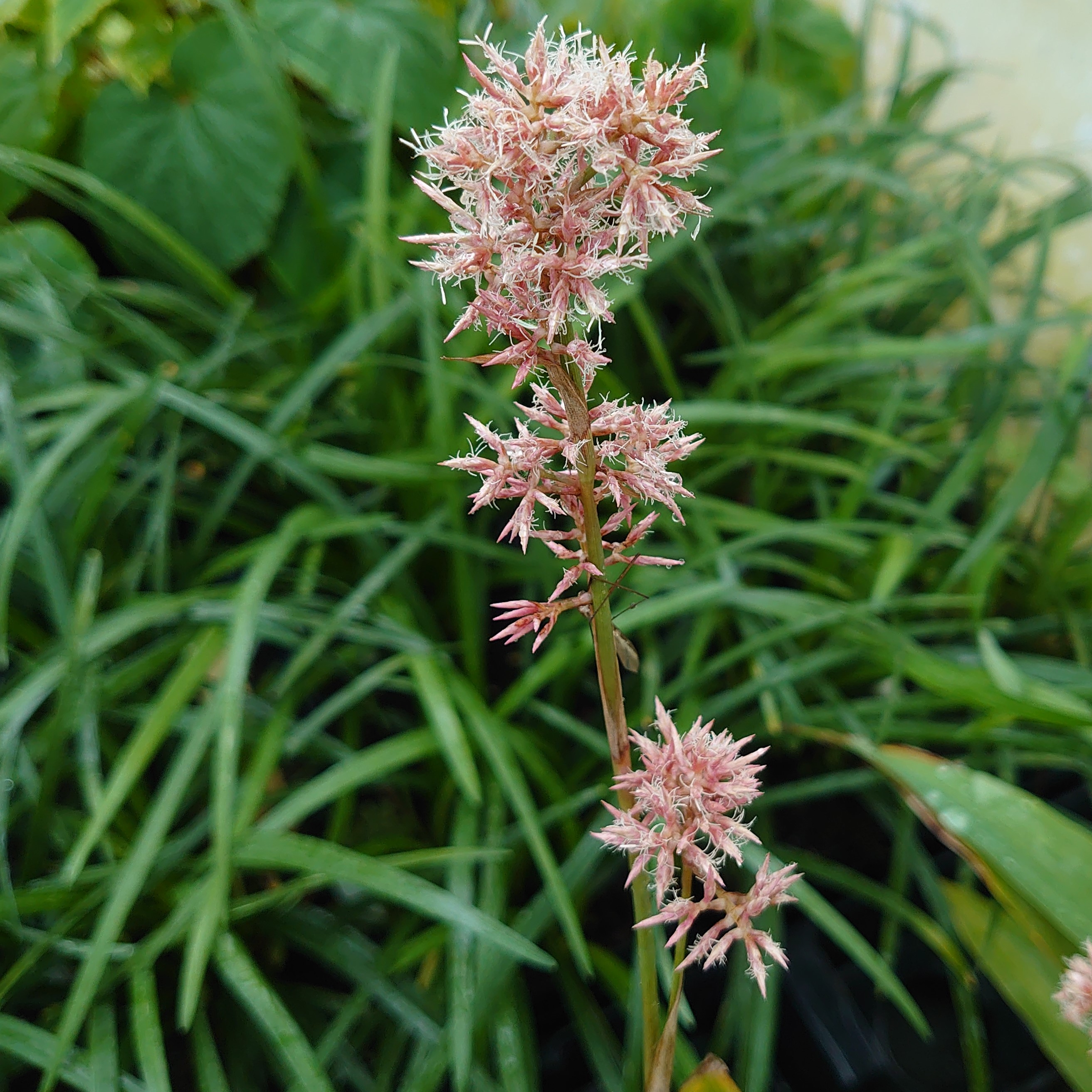Passion Vivaces Carex scaposa plante vivace touffe fleur rose