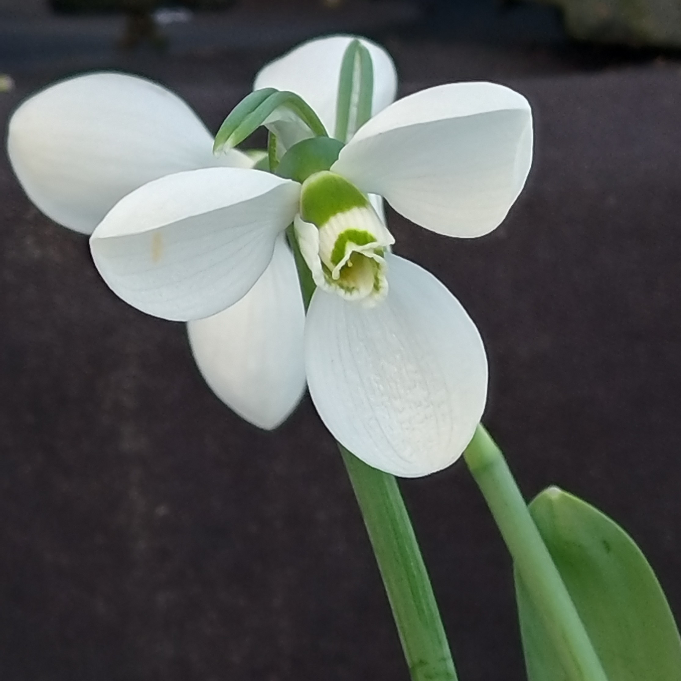 Passion Vivaces GALANTHUS elwesii Polar Bear perce-neige tardif blanc