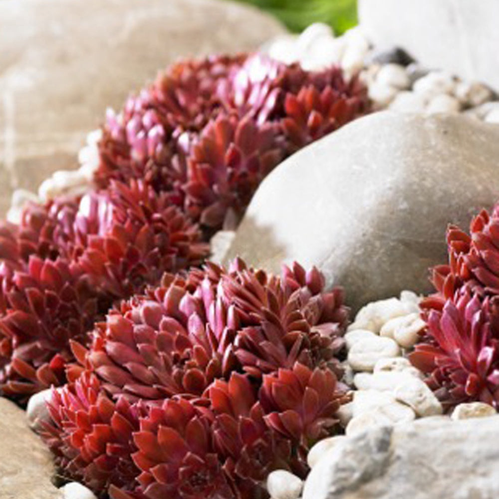 Bakker Joubarbe Chick Charms Sempervivum pot 9cm