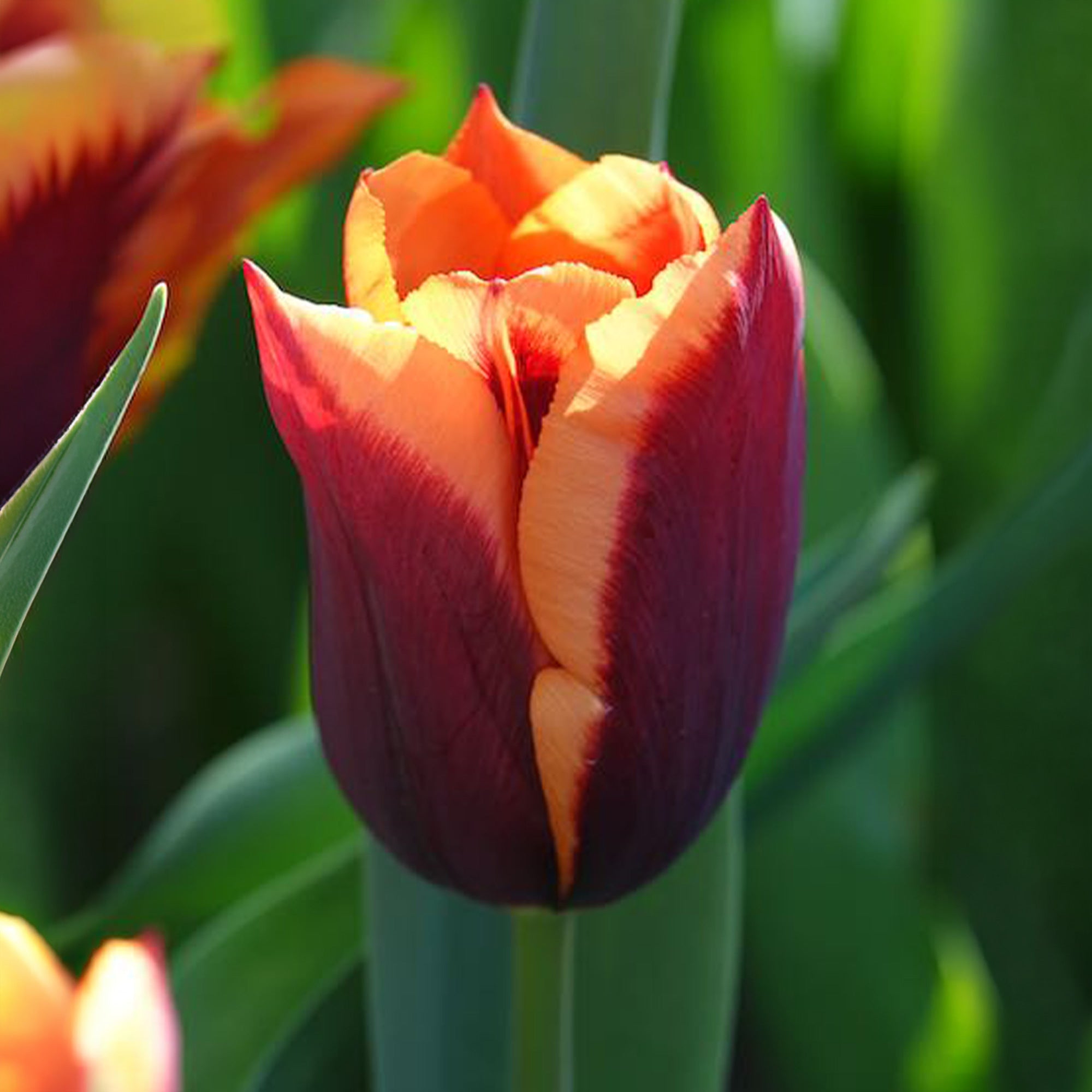 Bakker Tulipe Gavota bulbe fleur sachet 10 bordeaux jaune