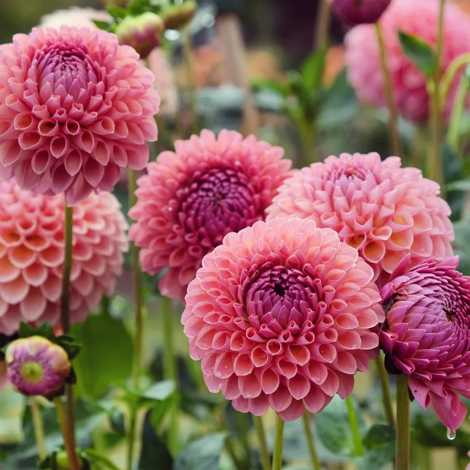 Bakker Dahlia ball Jowey Winnie bulbe 1 rose saumon