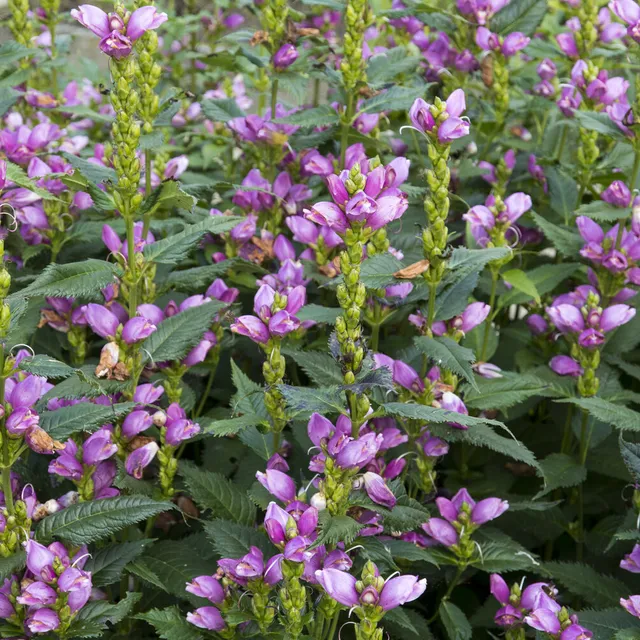 Bakker Plantes vivaces Galane oblique Alba pot 9cm sol humide