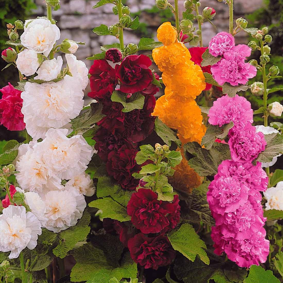 Bakker Roses Trémières Doubles Vivace Lot 5 Racines Mélange
