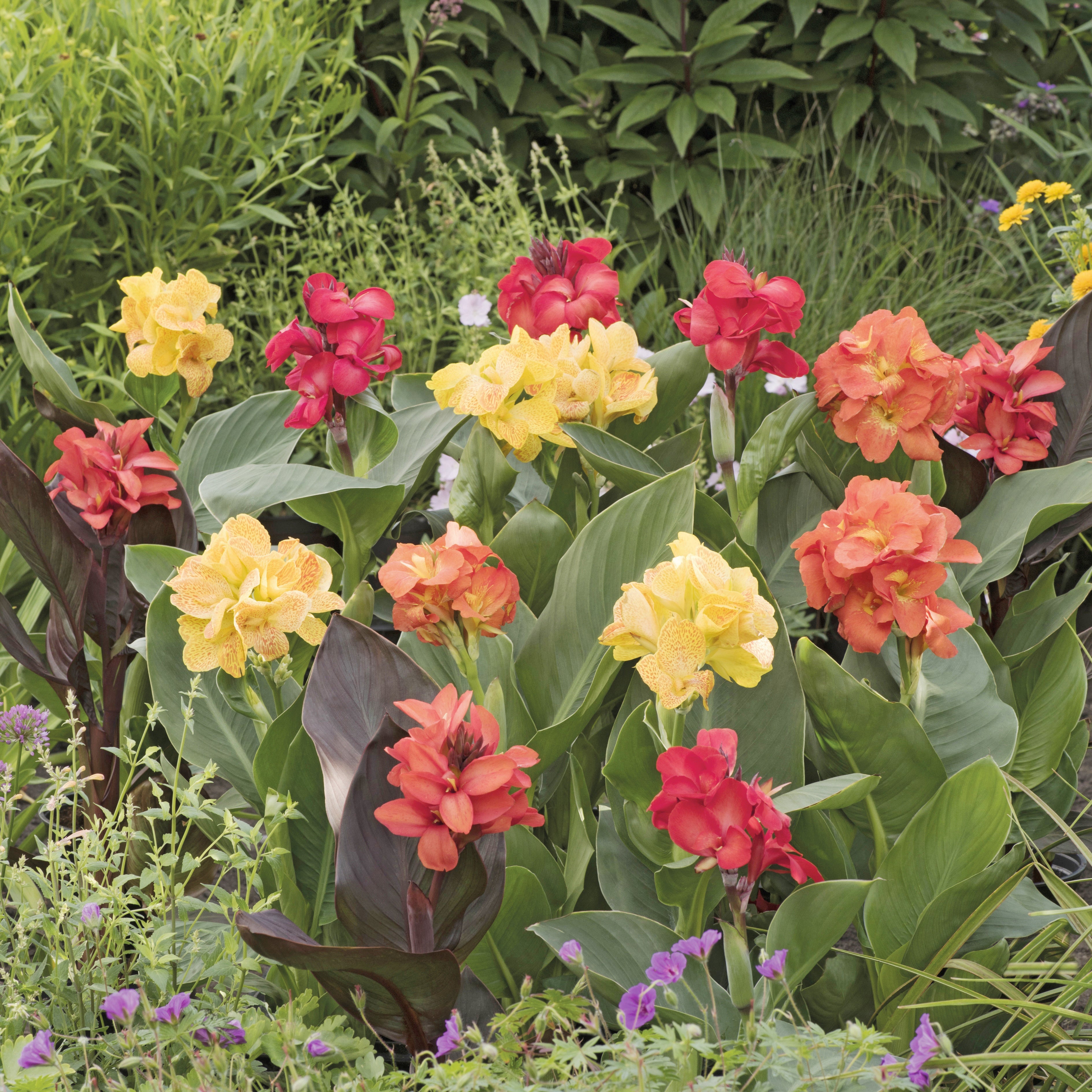 Bakker Cannas bordure mélange bulbes sachet 4 calibre I