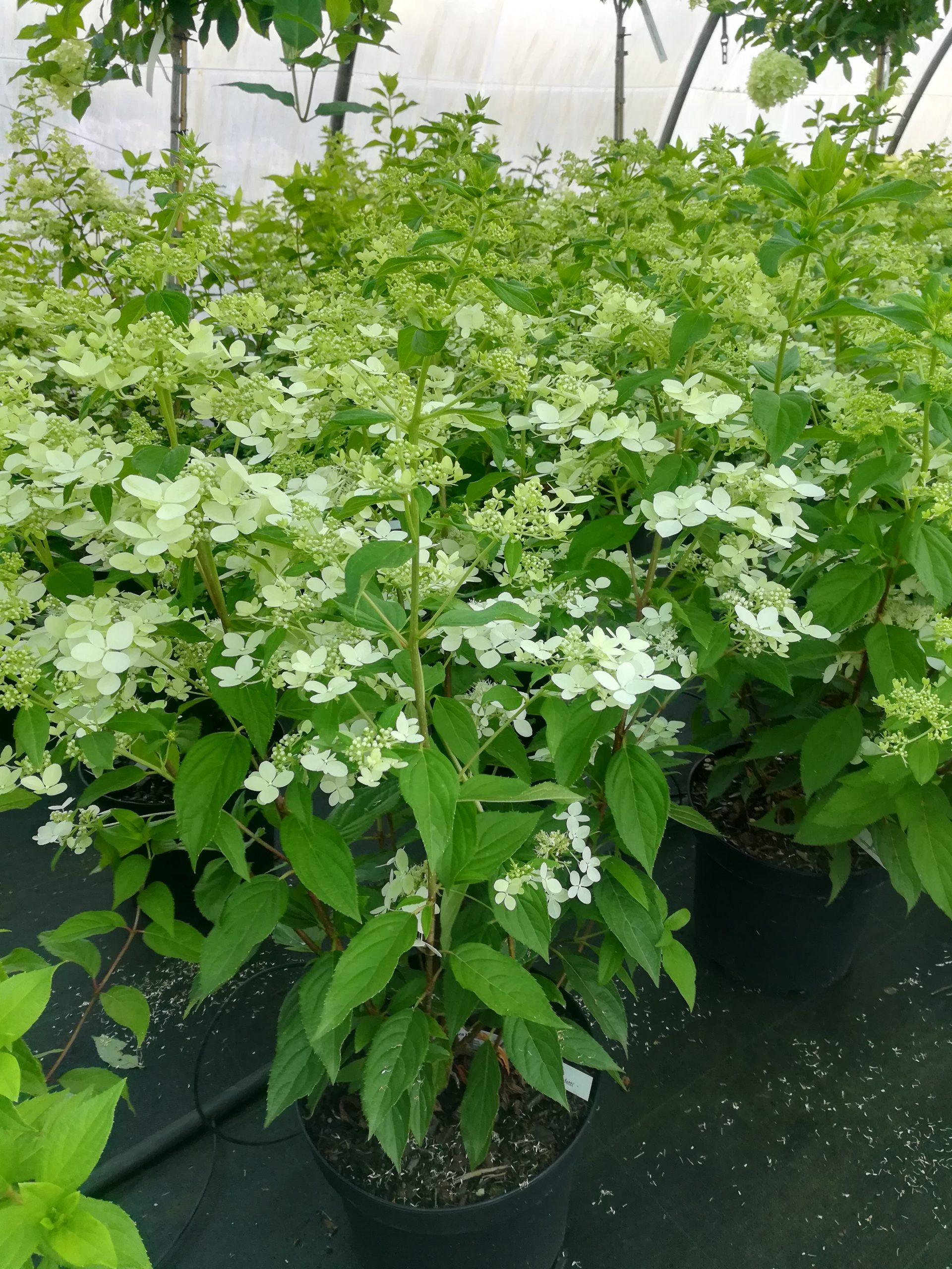 Les Hortensias du Haut Bois Confetti hortensia panicule godet
