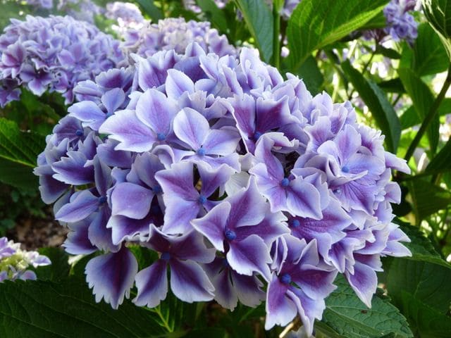 Les Hortensias du Haut Bois Lady Nobuko hortensia macrophylla godet