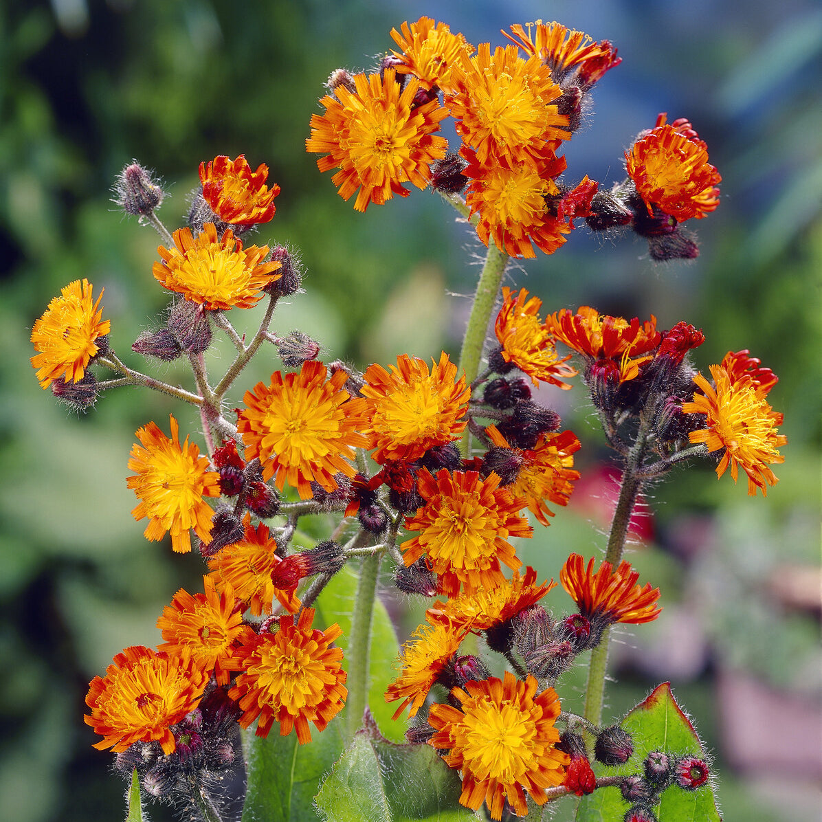 Bakker Épervière orangée vivace pot Ø9 cm fleur orange