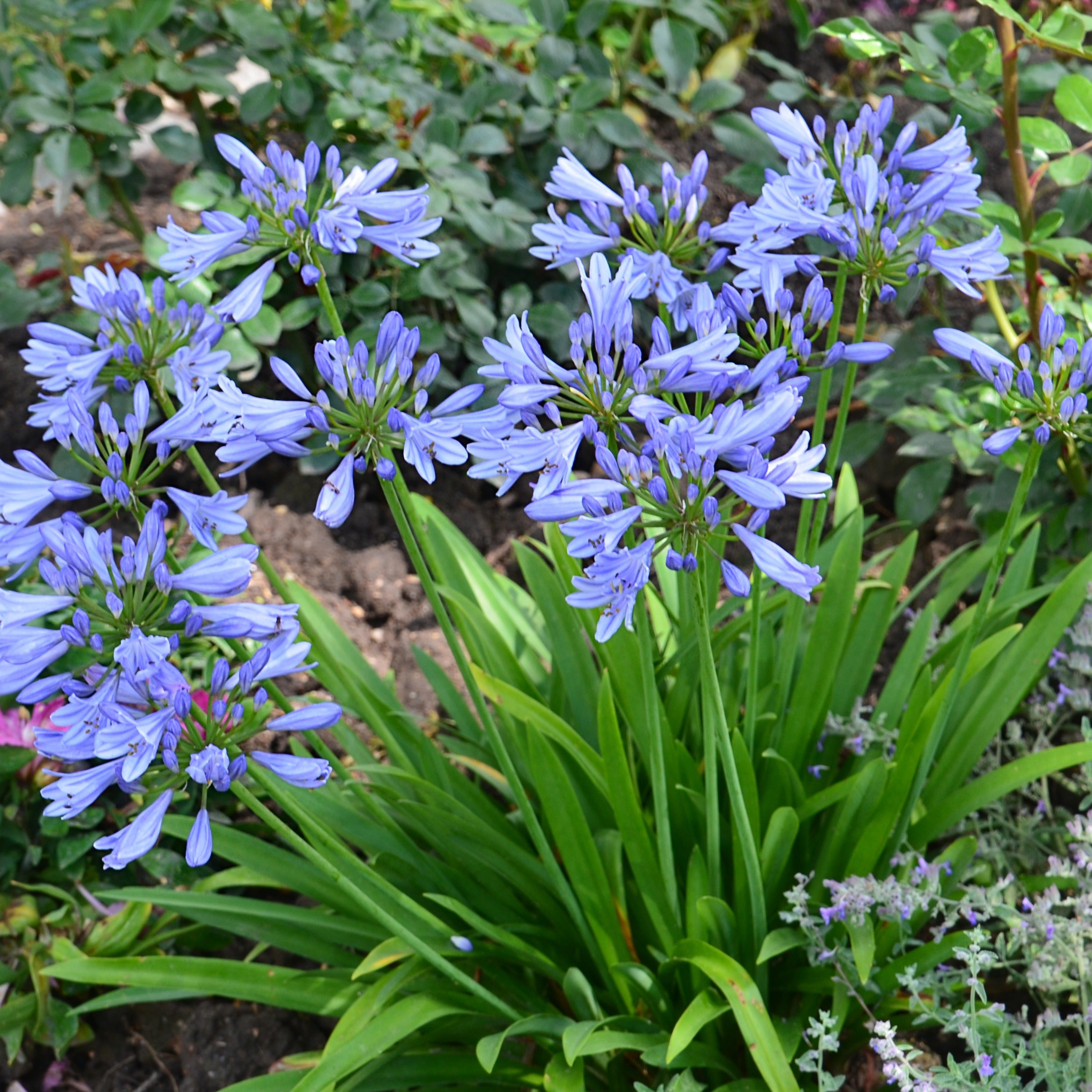 Bakker Pitchoune Bleu agapanthe naine pot 9cm floraison bleue