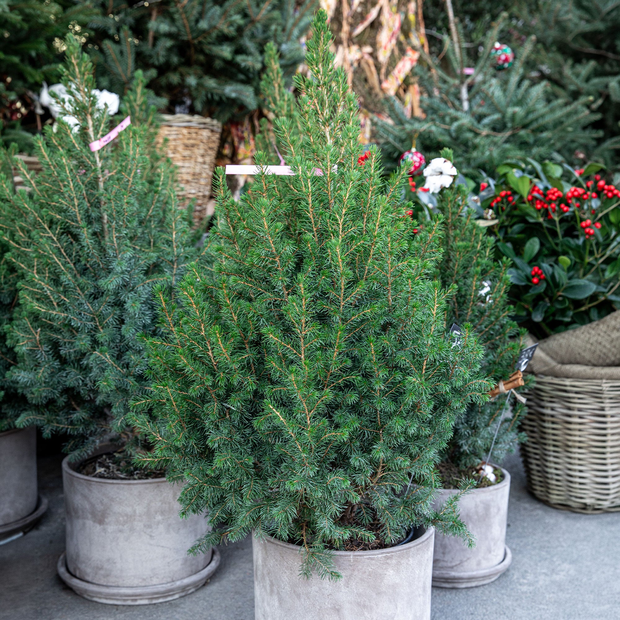 Bakker Picea Glauca Conica mini sapin pot 1.5L persistant