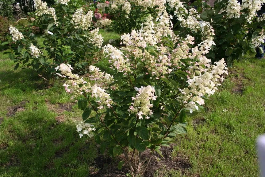Les Hortensias du Haut Bois Big Ben hortensia paniculata godet