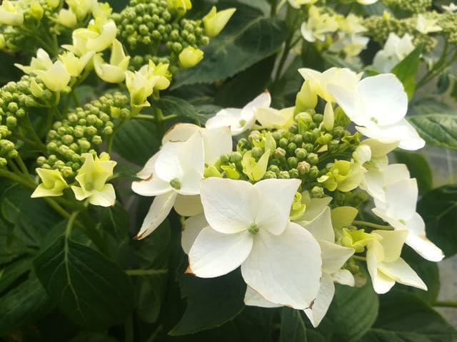 Les Hortensias du Haut Bois Lanarth White hortensia blanc fleurs plates