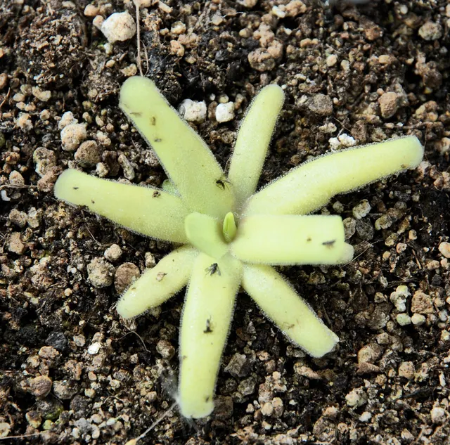 Carniflore Pinguicula moctezumae x pilosa grassette mauve