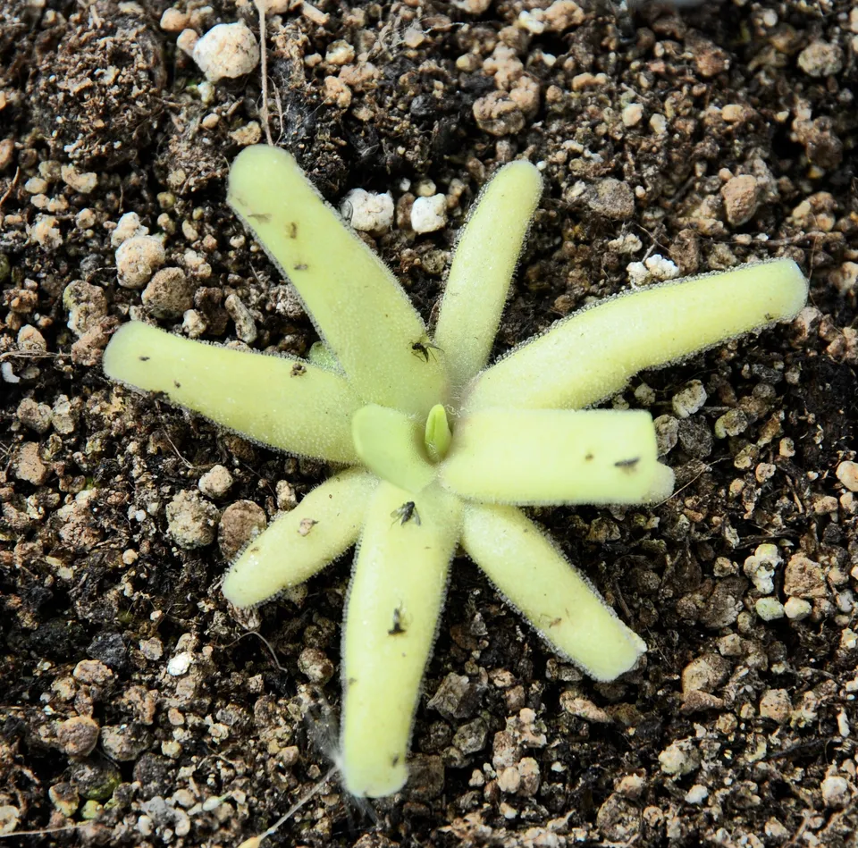 Carniflore Pinguicula moctezumae x pilosa grassette mauve