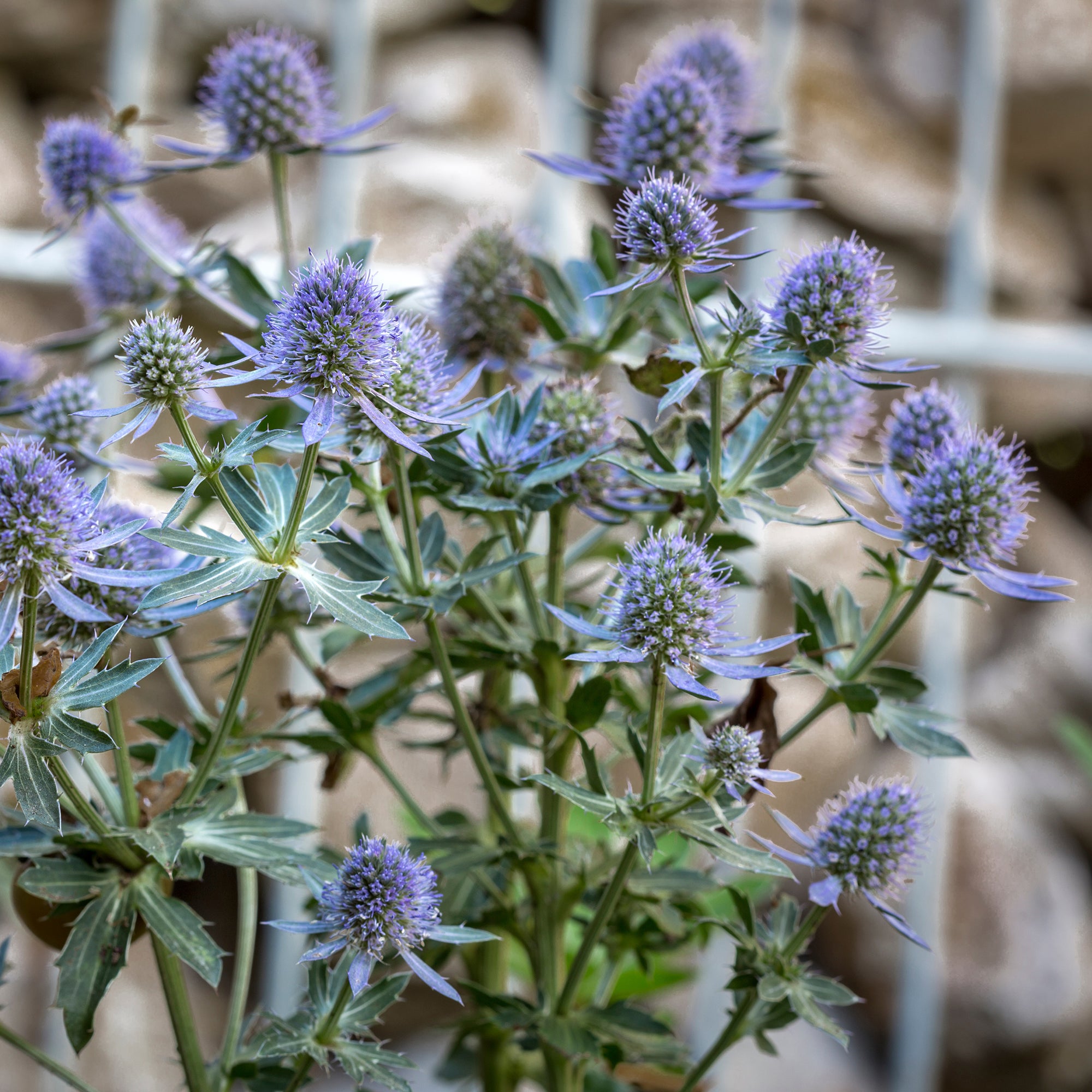 Bakker Panicaut Blauer Zwerg plante vivace pot 9cm bleu