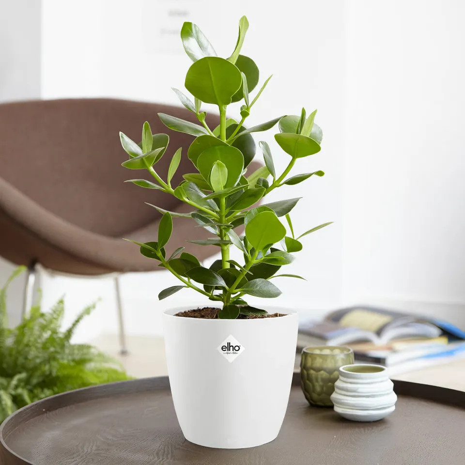 Bakker Clusia Princess plante verte + cache-pot blanc lot 2 pots