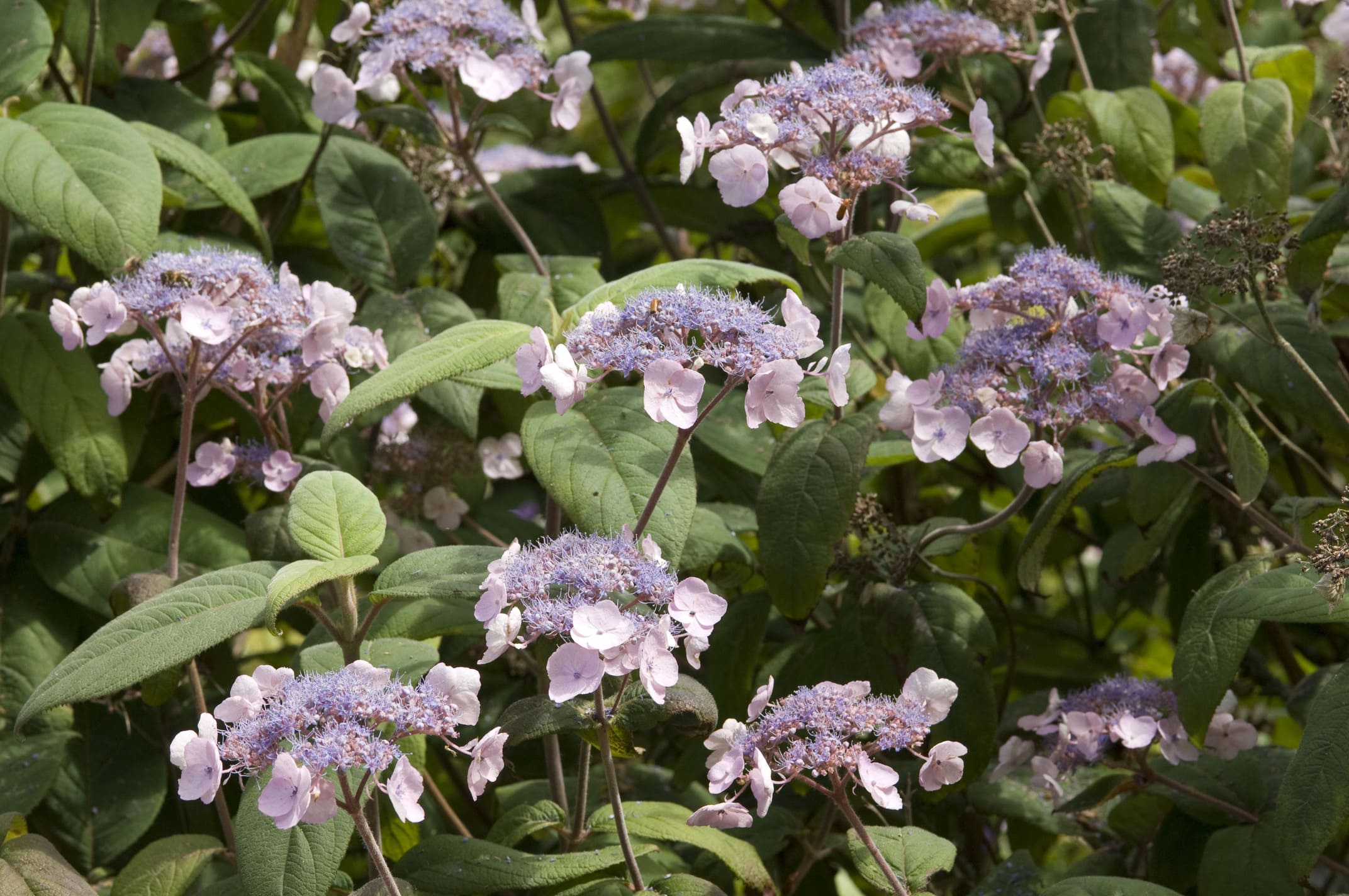 Les Hortensias du Haut Bois Mauvette hortensia aspera godet mauve