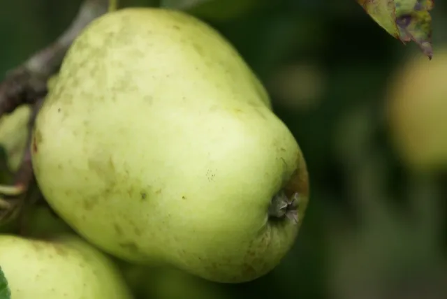 Michel Adam Pommiers Pomme Cloche pommier jardin godet