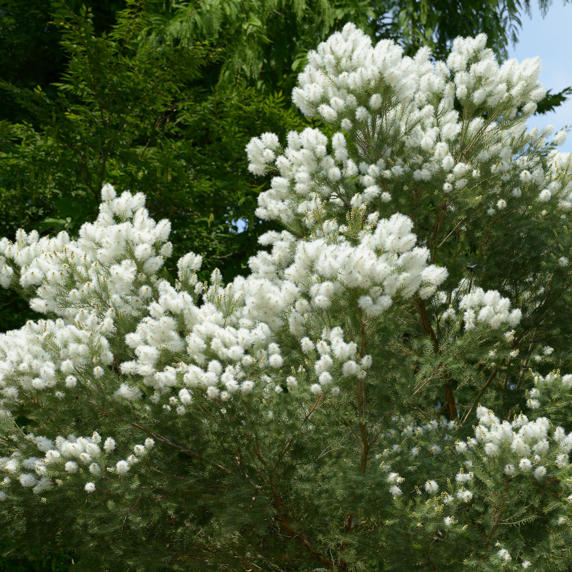 Bakker Arbre à thé Melaleuca arbuste pot 9cm blanc